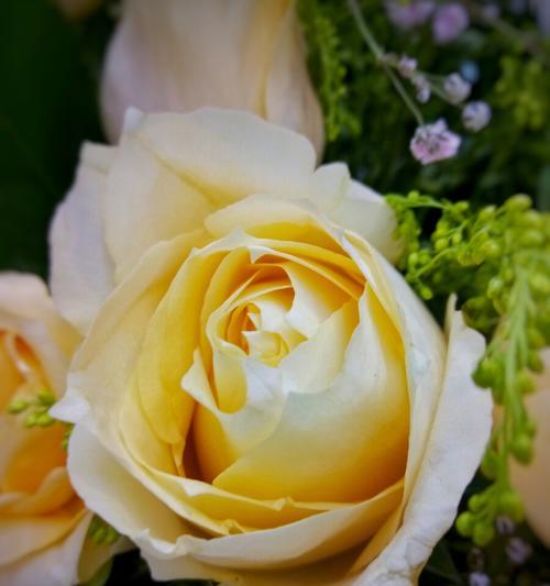 黄玫瑰的花语及其意义（黄玫瑰——传递感激和欢乐的使者）