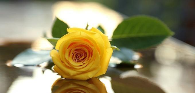 黄玫瑰的花语及其意义（黄玫瑰——传递感激和欢乐的使者）