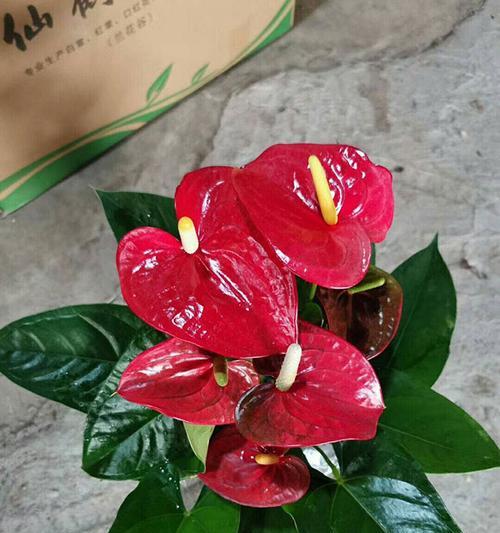 以火鹤花的花语为主题的文章（揭示火鹤花的花语之美）