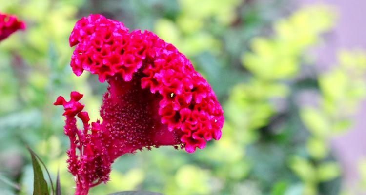 鸡冠花的花语——热情与勇气（鸡冠花的意义和象征，以及其在不同文化中的传播）