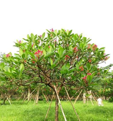 以假植苗背后的农业欺诈（揭示农业行业内的植苗造假现象）