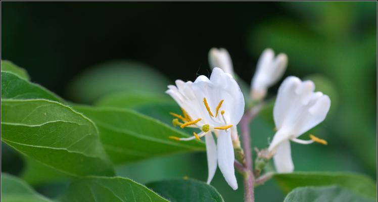 金银花的花语与传说（探寻金银花的神秘之美）