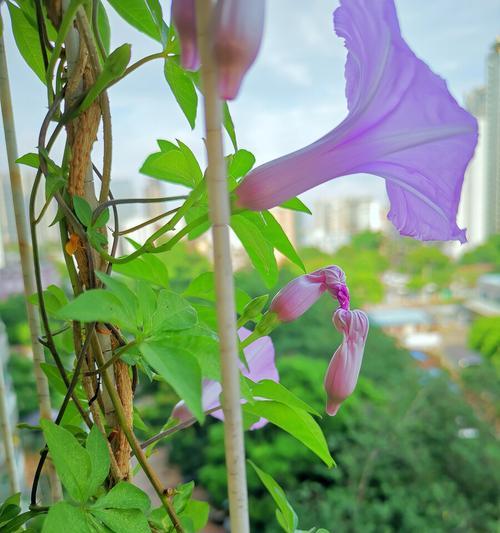 喇叭花的花语与寓意（喇叭花的神秘和美丽）