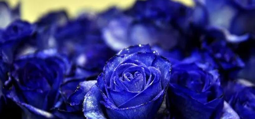 蓝色玫瑰的花语及象征意义（探索蓝色玫瑰所传达的深情与神秘）