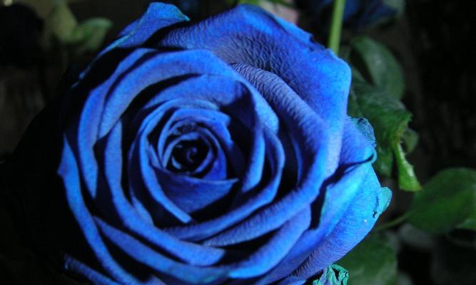 蓝色玫瑰的花语及象征意义（探索蓝色玫瑰所传达的深情与神秘）