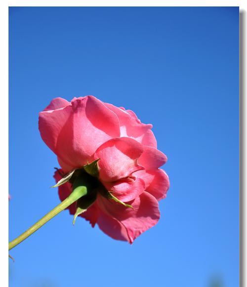 蓝色月季花语与寓意（探索蓝色月季的美丽和象征意义）