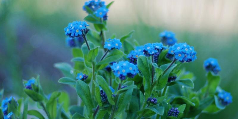 李叶绣线菊的花语与美丽寓意（探索绣线菊花语的深层含义，了解李叶绣线菊的美丽寓意）