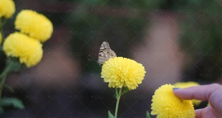 李叶绣线菊的花语与美丽寓意（探索绣线菊花语的深层含义，了解李叶绣线菊的美丽寓意）