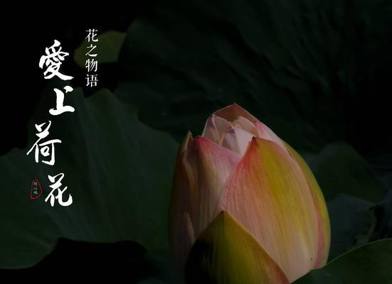 莲花之美（传递着纯洁与坚韧的花语）