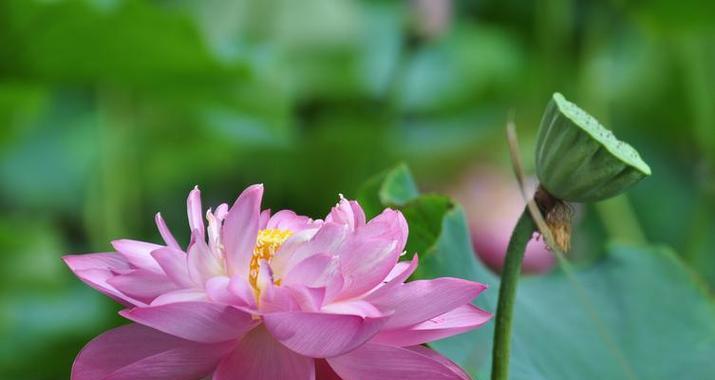 莲花的象征意义（探寻莲花的深层涵义）