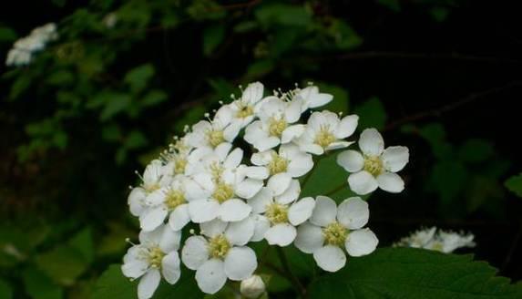 菱叶绣线菊花语之美丽与祝福（探寻菱叶绣线菊的花语及象征意义）