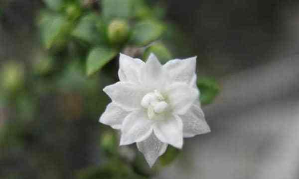 六月雪的花语（以美丽的花朵诠释坚毅与希望）