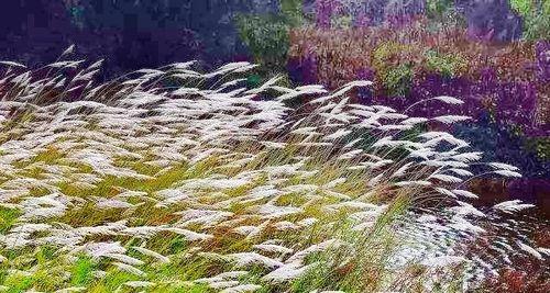 芦苇的花语（探寻芦苇之美，感悟生命的力量）