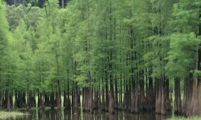 落羽杉——坚韧生命的象征（凤仙花芬芳气息的故事）