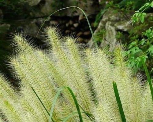 猫尾草的花语与寓意（揭秘猫尾草背后的神秘象征）