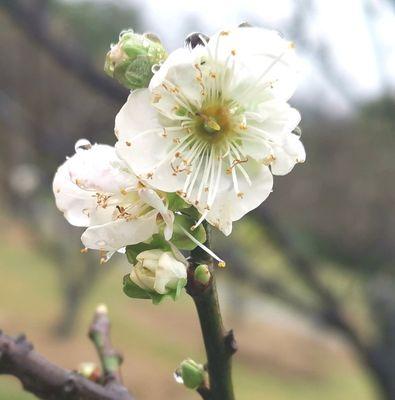 梅花花语与生活的启示（探究梅花花语及其在人生中的意义）