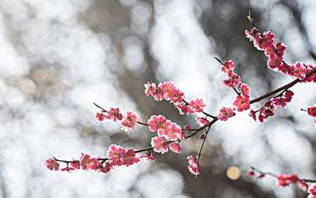 梅花花语与生活的启示（探究梅花花语及其在人生中的意义）