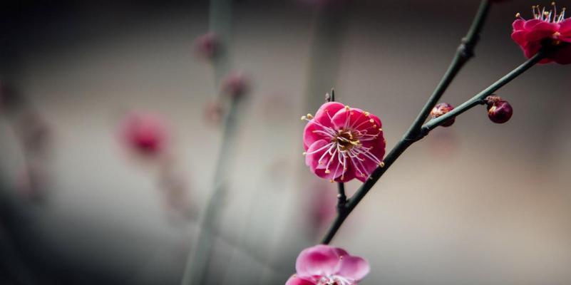 梅花花语与生活的启示（探究梅花花语及其在人生中的意义）