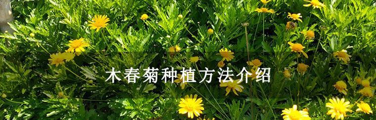 以木春菊的寓意——坚韧与生命力（木春菊的象征意义及其启示）