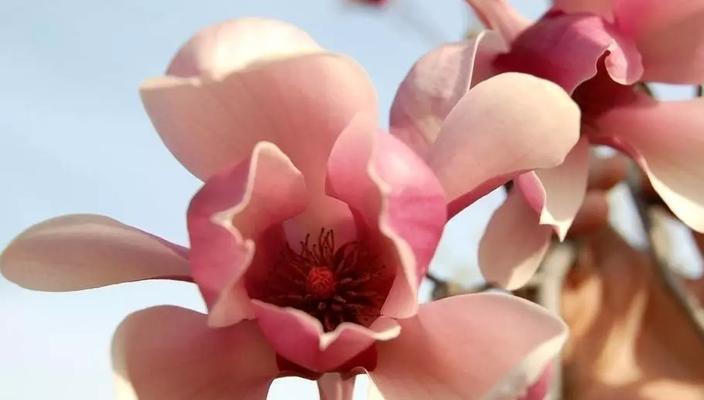 木兰花的花语（揭秘木兰花的内涵与象征，感悟生命的力量）