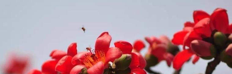 木棉花语之美——生命的坚强与繁华（探寻木棉花的花语之美，传递生命力量）