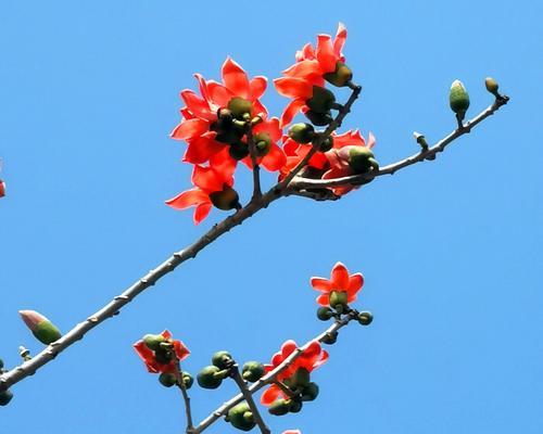 木棉花——寓意与象征的美丽之花（生命之美与希望的象征）