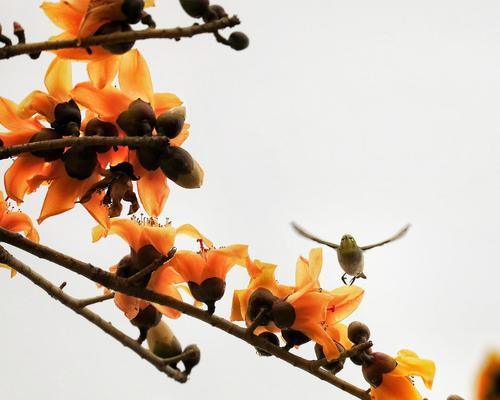 木棉花——寓意与象征的美丽之花（生命之美与希望的象征）