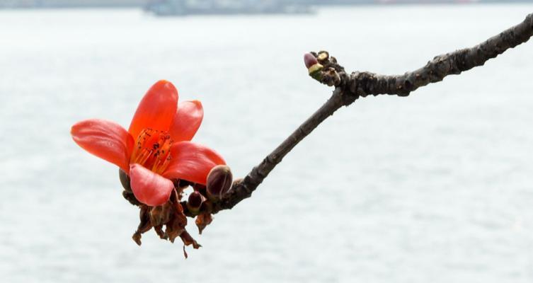 木棉花之魂（探索木棉花背后的精神力量）