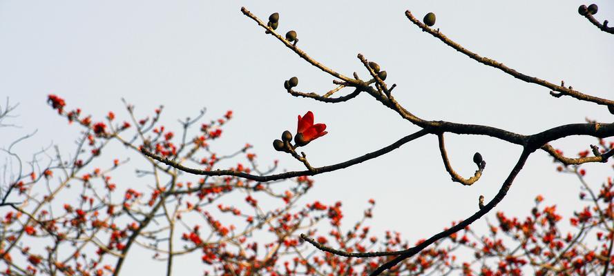 木棉花之魂（探索木棉花背后的精神力量）