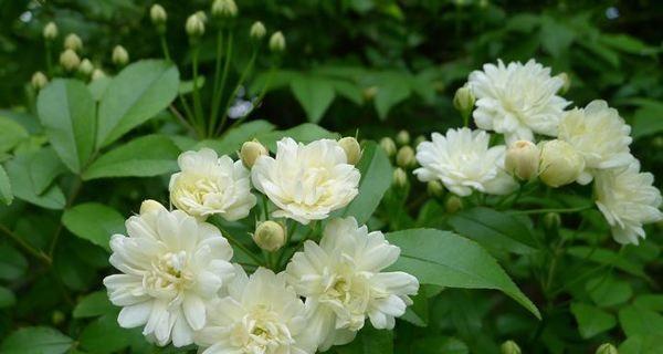 木香花的花语（探索木香花的象征意义和传说）