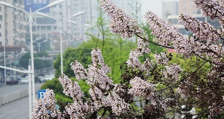 泡桐花的花语与魅力（探寻泡桐花背后的意义和魅力）