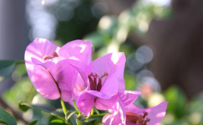 三角梅的花语与传说（揭秘三角梅的花语与神话传说，探寻三角梅在人们心中的意义）