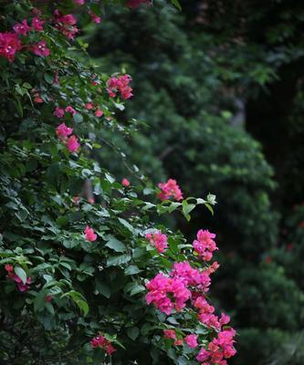 三角梅花语及其寓意（探寻三角梅花语的深层含义）