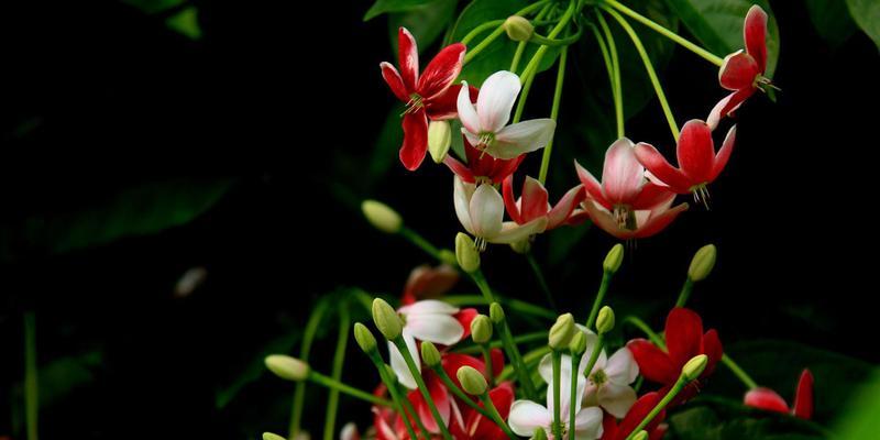 君子花语与寓意（古人以花言巧语，品味雅致人生）