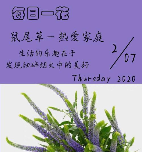 鼠尾草的花语和传说（探寻鼠尾草的神秘与美丽）