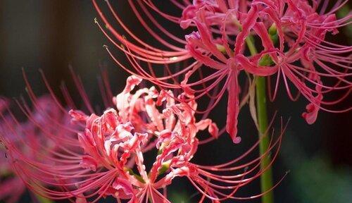 双生花的花语与含义（探索双生花的神秘花语，了解其寓意与象征）