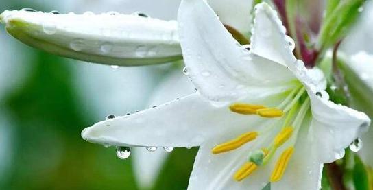 水晶花的花语与意义（揭开水晶花的神秘面纱，探索它的深层内涵）