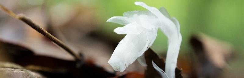 水晶兰花语之美——展现纯真与爱的象征（水晶兰花语的深层含义与文化底蕴）