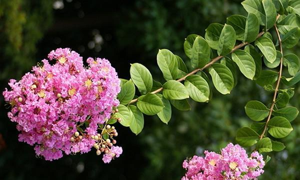 水杉树花语之美——珍爱生命，坚韧不拔（水杉树花语的深刻寓意与启示）