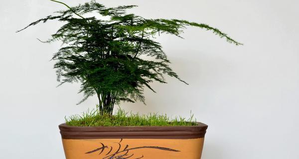 寓意深远的文竹花语（探索文竹花语的内涵与象征意义）