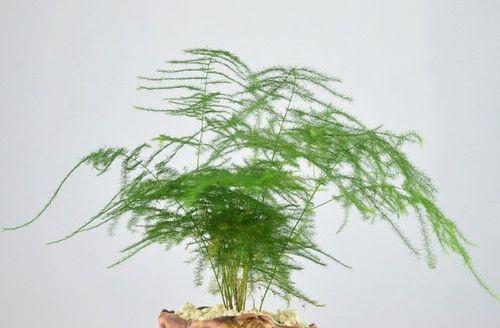 寓意深远的文竹花语（探索文竹花语的内涵与象征意义）