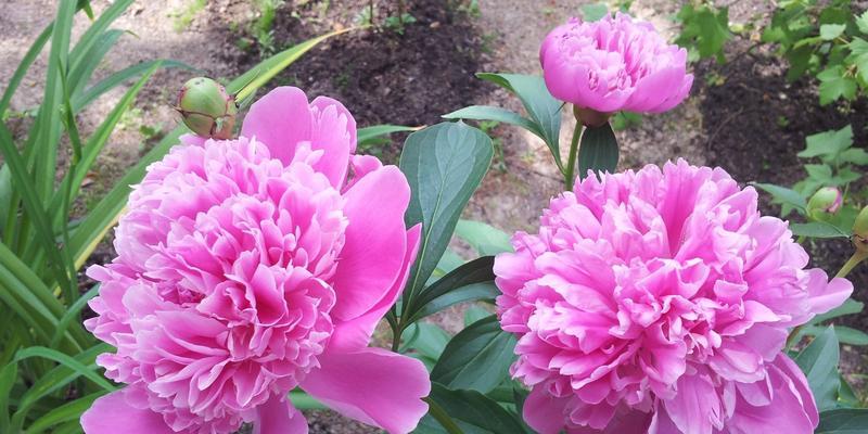 花开花落，花语流转（鲜花的花语及其寓意）