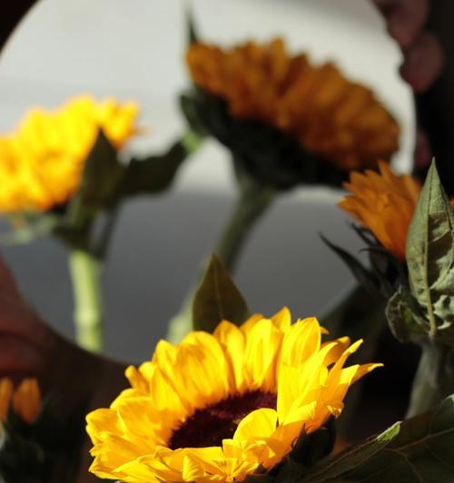 向阳花的花语与意义（探寻向阳花的神秘力量，传递爱与希望的关键）