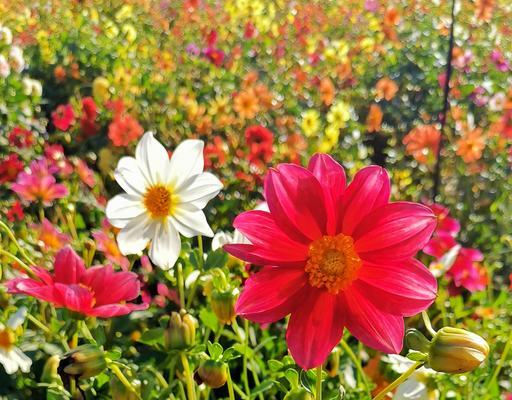 小丽花的象征意义与美丽传说（探索小丽花的花语与文化传承）