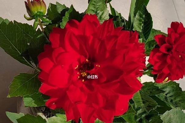 小丽花的象征意义与美丽传说（探索小丽花的花语与文化传承）