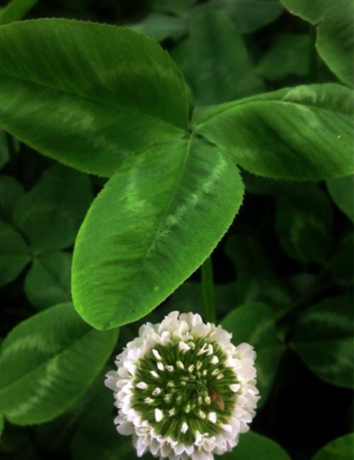 幸运草的花语（解读幸运草花语的含义）