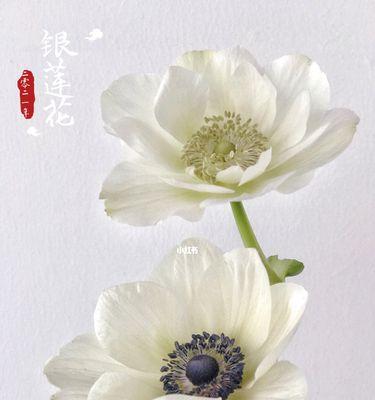 银莲花的花语与意义（探寻银莲花的美丽与神秘）