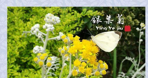 银叶菊的花语与意义（探寻银叶菊所传达的情感和象征）