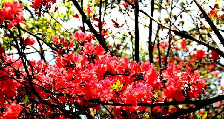 映山红花语与其寓意（探寻映山红的花语之美）