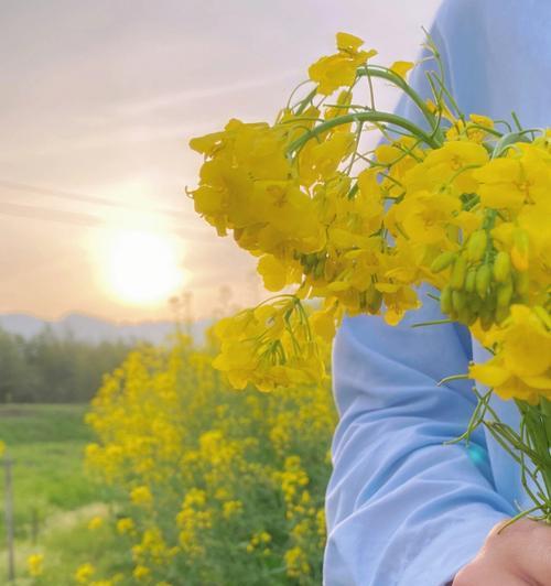 油菜花花语的魅力（油菜花的美丽与寓意）